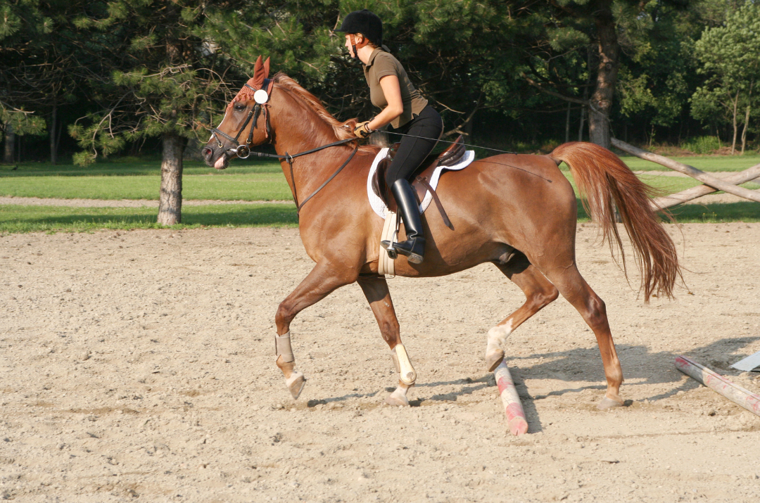 How to Create and Optimize Your Horse’s Training Routine