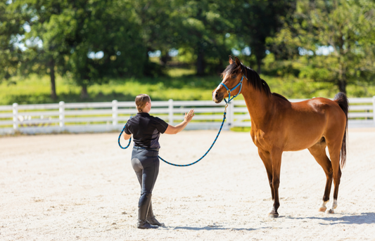 Why Teaching Your Horse Tricks Is the Best Thing You’ll Do This Year