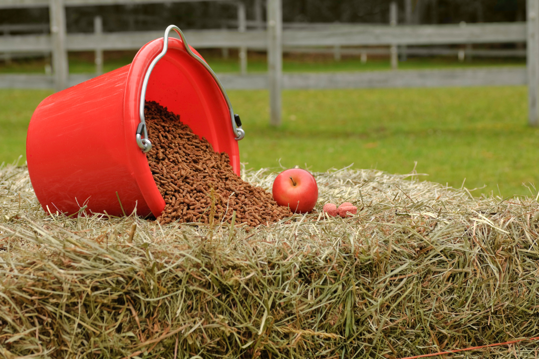 Which Food for Which Type of Horse — A Complete Feeding Guide