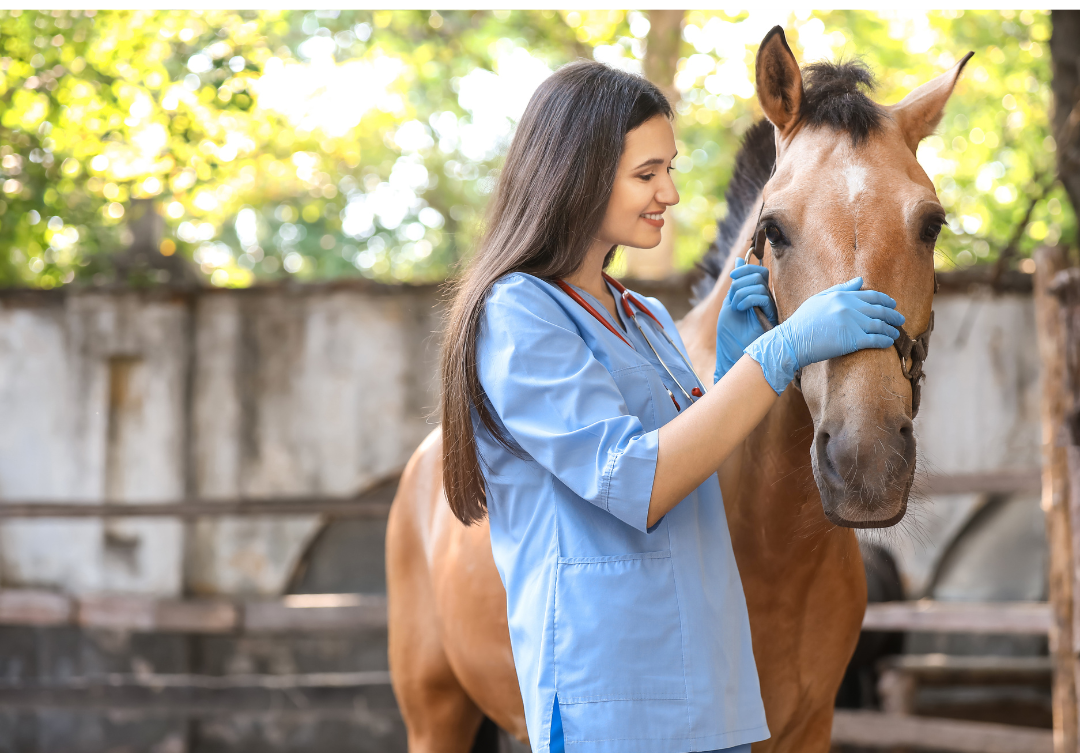 10 Essential Tips to Keep Your Horse Healthy in the UAE