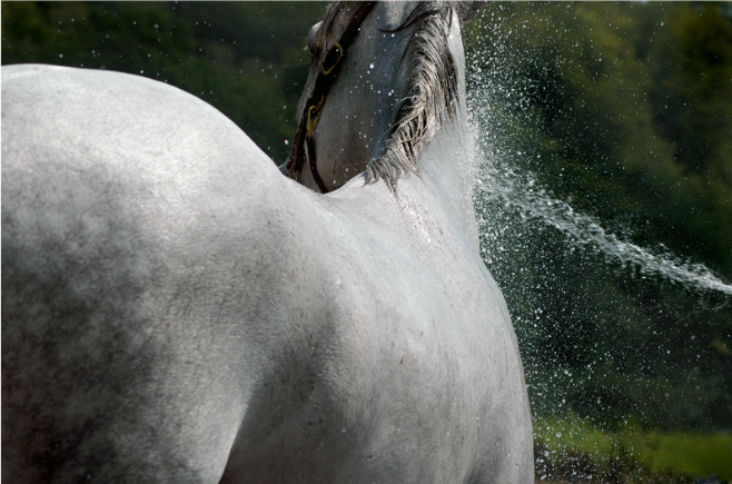 Start your summer right! Keep your horse cool during the hot summer months.
